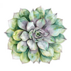 Succulent Love Placemats & Coasters - Set of 12