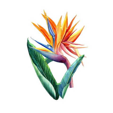 Paraiso Acrylic Napkin Rings - Set of 6