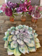 Succulent Love Placemats & Coasters - Set of 12