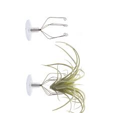Air Plant Set of 12