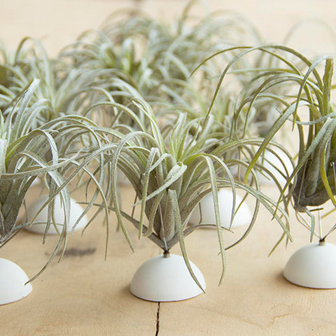Air Plant Set of 12